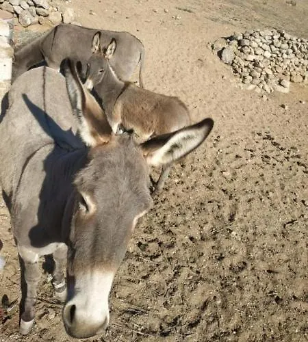 Terra Nova * Mykonos Town